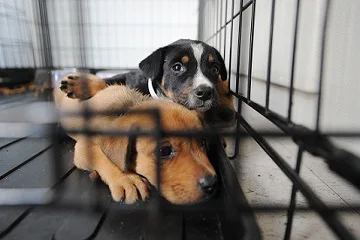 Pets Pets