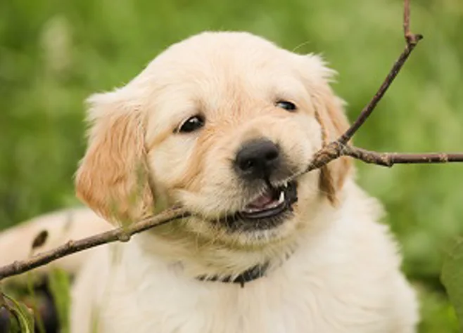 puppy puppy