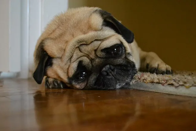 sad puppy sad puppy
