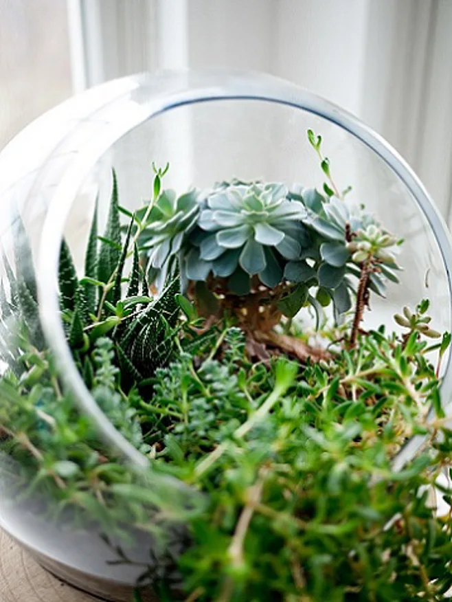 Succulents in glass container Succulents in glass container