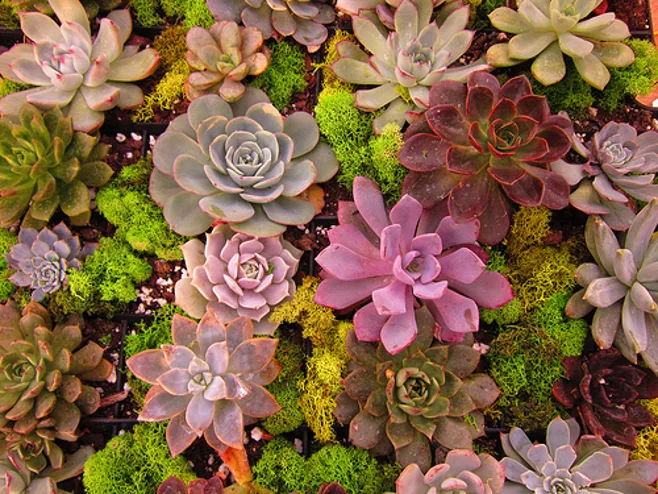varieties of succulents varieties of succulents