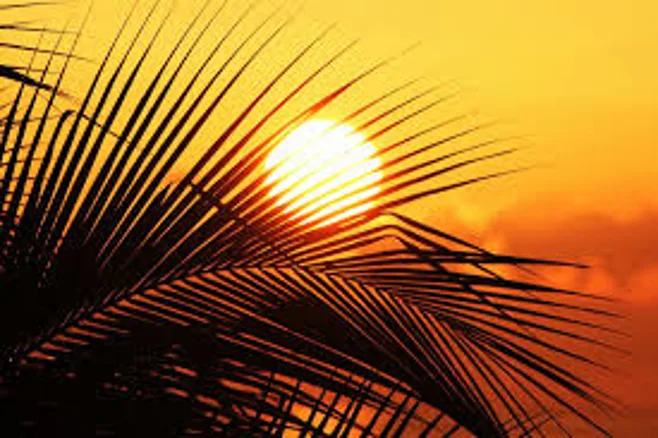 sun shining through palm leaves sun shining through palm leaves