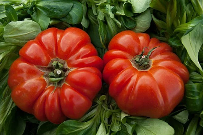 red tomatoes.alert1 medical alert systems red tomatoes.alert1 medical alert systems