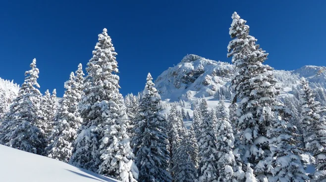 Snowy trees Snowy trees
